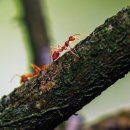 19) 베트남전쟁 당시 정글속 치명적인 동물들 12가지 이미지