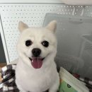 뽀댕뽀댕 이미지