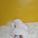 몽쉘몽봉 이미지