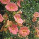 뚝섬한강공원-70 이미지