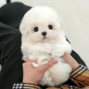 하나행운켄넬 | 마산강아지무료분양 미유펫 덕분이에요