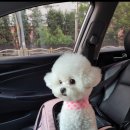 포미펫샵 | 오산 병점 동탄 비숑 슬개골 전문 추천 수술맛집 동물병원 포미