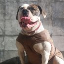 아델리오 이미지