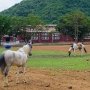 동막목장 이미지