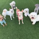 땅콩 애견유치원 | 대구애견호텔/대구칠곡애견유치원 &#39;도기야드&#39; 강아지들도 적응이 필요해요! 강아지들의 연말파티도 도기...