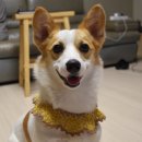 365별빛약국 | &#34;댕댕이랑 어디가지또? 열린지도로 찾아갔어요! (feat. 달려라코코)&#34;