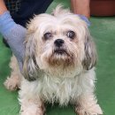 용두대로 이미지