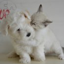 펫시터(반려견) 자격증 과정 이미지