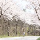 백운면 벚꽃길 이미지