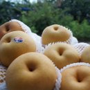 성환배 10kg (중과/ 꼬마배) 판매합니다 이미지