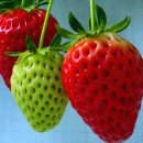 송천농장 이미지