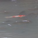 동안교 앞 이미지