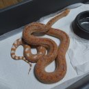 알비노랩 이미지