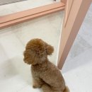 다온애견미용 이미지