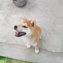 명석농장 네이버블로그