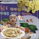 열두개울 버섯 마을 난! 집에서도 버섯을 키워서...쑥쑥크는 노랑느타리 재배 하고 반찬 해먹기 후기