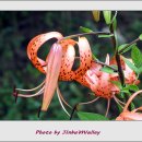 진부리유원지 이미지