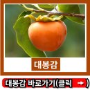 (6/15) 곶감단지 만들기 | 대봉감 곶감 만드는법 5단계 총정리! 이 글로 종결