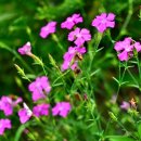 라일락 합창단 정기연주회 이미지