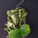 Phalaenopsis minus ( Kingidium minus ) 이미지