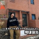 막내돼지 | 제주 북부 | 소노벨 제주 근처 불멍, 포틀럭 파티가 있는 신상 게스트하우스에요, 막내 돼지