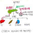 췌장에서 생산되는 인슐린과 글루카곤의 혈당조절 이미지