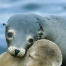 행복한바다 이미지