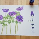 색연필로 그리는 꽃, 보태니컬 아트 이미지