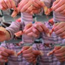 2대째무진장수산 | 대명항 무진장수산, 지금가면 왕새우(대하) 개이득!