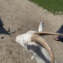 산양목장 이미지