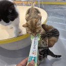 아이캣 | 청주 고양이 카페 내돈 내산 후기 _ 봉명동 고양이 카페 아이캣유 방문 후기