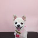 복이네 애견 미용 이미지