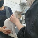 묘발소 | 구미송정동 묘발소 / 고양이 미용실 / 무마취 미용 잘하는 곳 / 고양이호텔