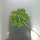 금천독일맑은보청기 이미지