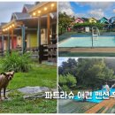 파트라슈 애견 펜션 이미지
