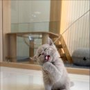 캣스토리 이미지