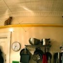 고양이 놀이터 이미지