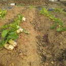 일식농장 이미지