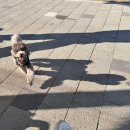 당정근린공원 | 하남 미사 아일랜드 펫존/강아지와 갈만한곳/당정근린공원 가는방법 주차할곳 방문후기