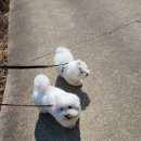 나무애견유치원 이미지