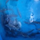 약산면-3 이미지