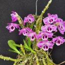Dendrobium parishii 3Lip 이미지
