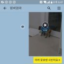 더도그맨션 이미지