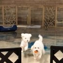 dog's 애견샵 이미지
