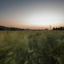 황금보리 이미지