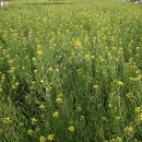 한강시민공원(화훼단지) 이미지