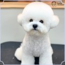 펫미용 이미지