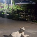 누코지스테이 이미지