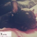 우정앤독스 이미지