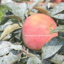 은재농원 이미지